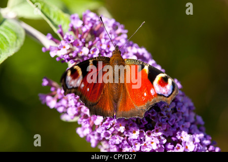 Peacock butterfly, Inachis io, se nourrissant de nectar de Buddleia Davidii, Buddleja davidii, fleur dans un jardin anglais, UK Banque D'Images