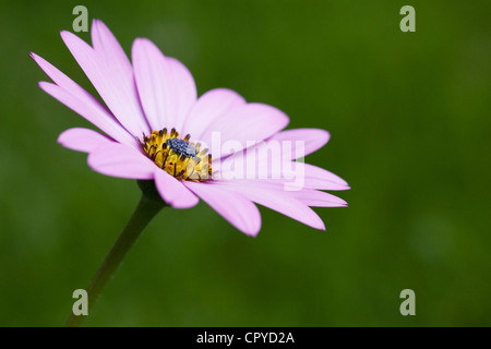 Ostéospermum ciliata Killerton 'Pink' fleurs dans le jardin. Cape daisy. Daisy africains. Banque D'Images