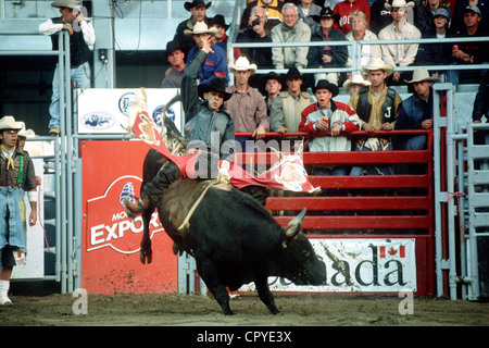 Canada, Québec, Province de l'Ouest Saint Tite, Festival, concours de rodéo, vache équitation Banque D'Images