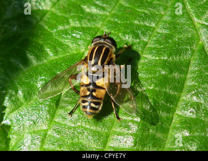 HOVERFLY Helophilus pendulus dans le Berkshire, en Angleterre. Photo Tony Gale Banque D'Images