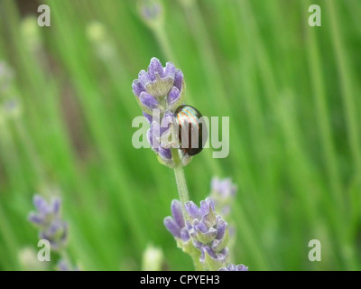 La chrysomèle du romarin Chrysolina americana dans le Berkshire, en Angleterre. Photo Tony Gale Banque D'Images