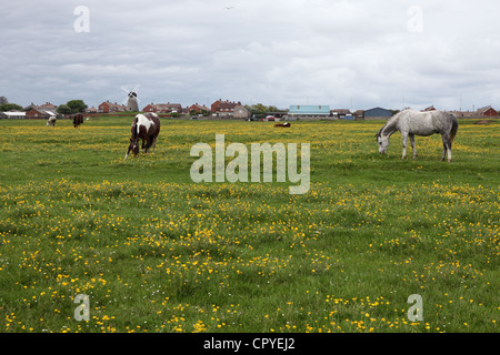 Chevaux qui broutent dans un champ contenant des renoncules Whitburn, North East England UK Banque D'Images