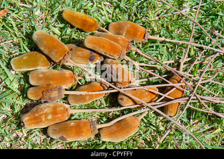 Miami Beach Florida, Collins Park, saucisse, Kigelia africana, âne, fruit, FL120427050 Banque D'Images