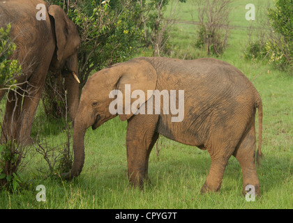 Elephant calf avec maman allaitement Banque D'Images