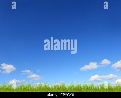 L'herbe verte sur fond de ciel bleu contre meadow Banque D'Images