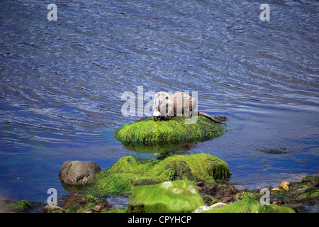 Otter avec de grands poissons dans la bouche c'est sur les rives du Loch de mer sur la côte ouest de l'Ecosse Banque D'Images