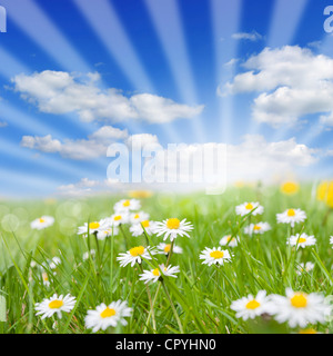 Spring meadow et daisy sur l'herbe verte avec fond de ciel bleu résumé Banque D'Images