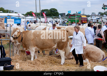 Les vaches Simmental britannique Pedigree à afficher de Moreton, Moreton-in-Marsh-le, les Cotswolds Showground, Gloucestershire, Royaume-Uni Banque D'Images