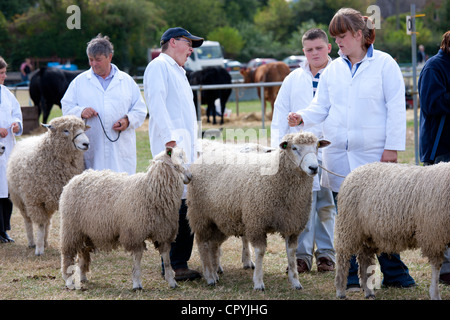 Pedigree Champion les brebis avec les maîtres-chiens à Moreton montrer, à Moreton-in-les-marais Showground, les Cotswolds, Royaume-Uni Banque D'Images