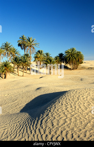 La Tunisie, le Gouvernorat de Kebili, Douz, dunes de sable du Grand Erg, palmeraie en direction de l'oasis de Ksar Ghilane Banque D'Images