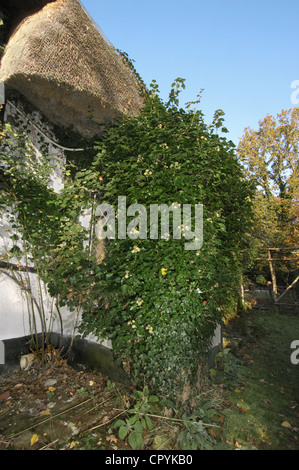 Hedera helix lierre (Araliaceae) Banque D'Images