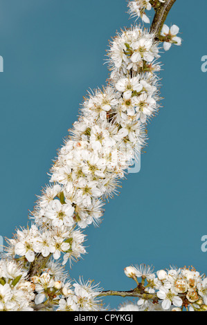 Prunellier Prunus spinosa Banque D'Images