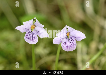 Violette Viola palustris Marsh (Violaceae) Banque D'Images