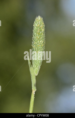 CAT'S SABLE-TAIL Phleum arenarium Banque D'Images