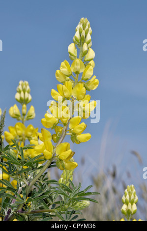 Lupin Lupinus arboreus arbre Banque D'Images