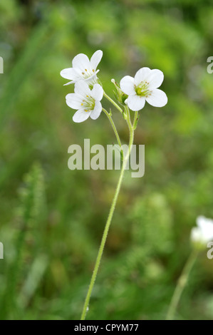 MEADOW SAXIFRAGE Saxifraga granulata (Saxifragaceae) Banque D'Images