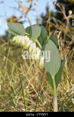 Le sceau de Salomon angulaire Polygonatum odoratum (Liliaceae) Banque D'Images