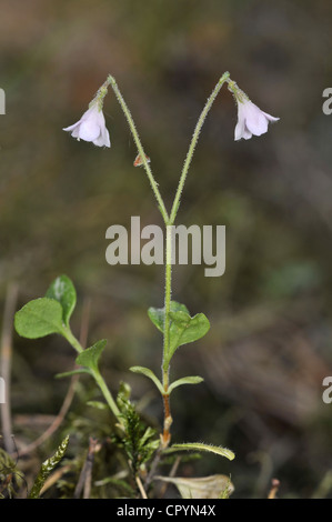 TWINFLOWER Linnaea borealis (Caprifoliaceae) Banque D'Images