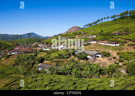 L'Inde, Etat du Kerala, Munnar, un village entre les plantations de thé Banque D'Images
