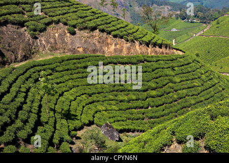 L'Inde, Etat du Kerala, Munnar, plantations de thé Banque D'Images