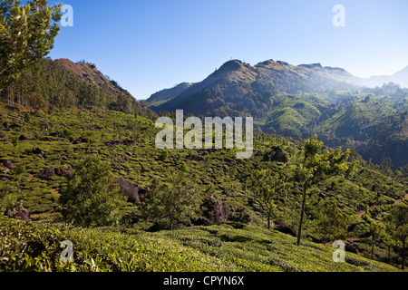 L'Inde, Etat du Kerala, Munnar, plantations de thé Banque D'Images