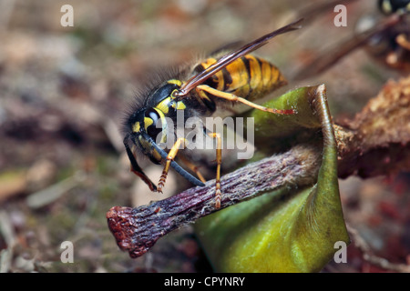 Guêpe commune (Vespula Vulgaris) perché sur une pomme pourrie, Gummersbach, Haut-berg, Rhénanie du Nord-Westphalie Banque D'Images