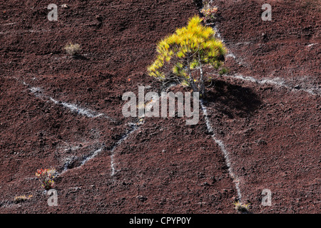 Île des Canaries pin (Pinus canariensis), jeune plante sur un rocher, La Palma, La Isla Verde, La Isla Bonita, Îles Canaries Banque D'Images