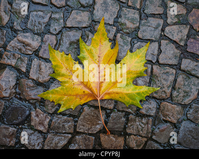 Autumnal feuille de platane (Platanus) sur une chaussée mouillée Banque D'Images