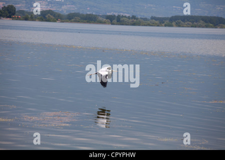 Vol d'oiseaux dans le lac Kerkini, Grèce Banque D'Images