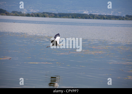 Oiseau Volant à Kerkini lake,Grèce Banque D'Images