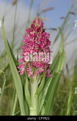 Au début de l'Ouest MARAIS Dactylorhiza incarnata (Orchidaceae) Banque D'Images