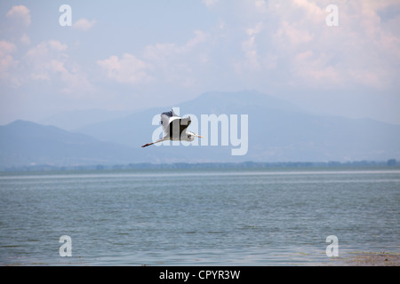 Oiseau Volant à Kerkini lake,Grèce Banque D'Images