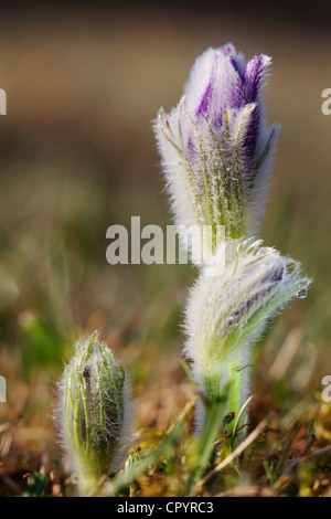 Anémone pulsatille ou dane's blood (Pulsatilla vulgaris), Munich, Bavaria, Germany, Europe Banque D'Images