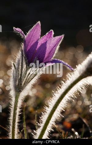 Anémone pulsatille ou dane's blood (Pulsatilla vulgaris), Munich, Bavaria, Germany, Europe Banque D'Images