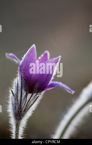 Anémone pulsatille ou dane's blood (Pulsatilla vulgaris), Munich, Bavaria, Germany, Europe Banque D'Images