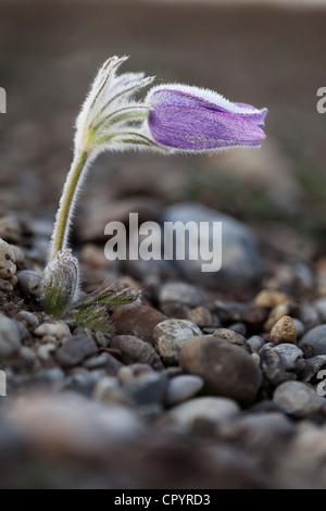 Anémone pulsatille ou dane's blood (Pulsatilla vulgaris), Munich, Bavaria, Germany, Europe Banque D'Images