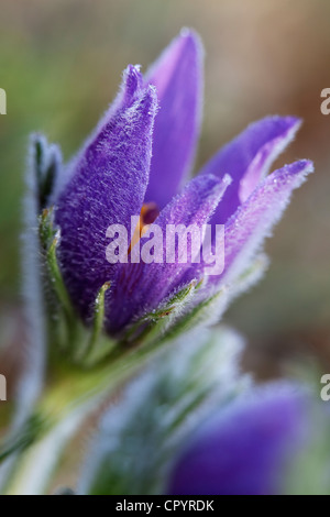 Anémone pulsatille ou dane's blood (Pulsatilla vulgaris), Munich, Bavaria, Germany, Europe Banque D'Images