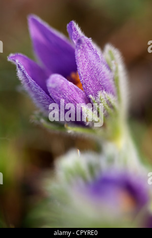 Anémone pulsatille ou dane's blood (Pulsatilla vulgaris), Munich, Bavaria, Germany, Europe Banque D'Images