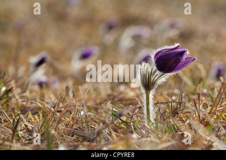 Anémone pulsatille ou dane's blood (Pulsatilla vulgaris), Munich, Bavaria, Germany, Europe Banque D'Images