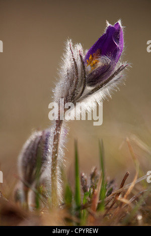 Anémone pulsatille ou dane's blood (Pulsatilla vulgaris), Munich, Bavaria, Germany, Europe Banque D'Images