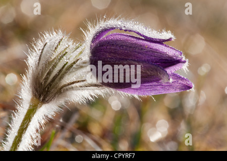 Anémone pulsatille ou dane's blood (Pulsatilla vulgaris), Munich, Bavaria, Germany, Europe Banque D'Images