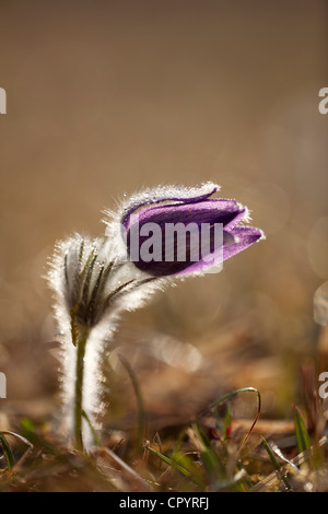Anémone pulsatille ou dane's blood (Pulsatilla vulgaris), Munich, Bavaria, Germany, Europe Banque D'Images