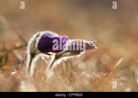 Anémone pulsatille ou dane's blood (Pulsatilla vulgaris), Munich, Bavaria, Germany, Europe Banque D'Images