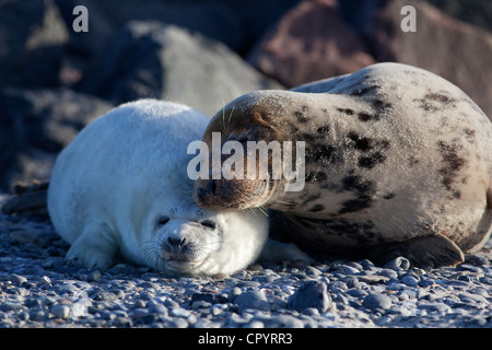 Phoque gris (Halichoerus grypus), Helgoland dunes, Schleswig-Holstein, Allemagne, Europe Banque D'Images