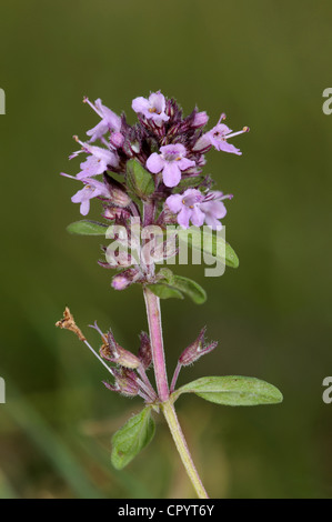 Thym Thymus praecox Banque D'Images