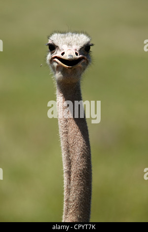 Autruche d'Afrique (Struthio camelus), portrait, Ngorongoro Crater, Ngorongoro Conservation Area, Tanzania, Africa Banque D'Images