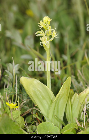 Orchidée Liparis loeselii FEN Banque D'Images