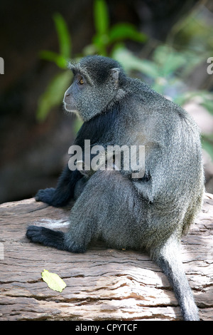 Singe Singe bleu ou Diademed (Cercopithecus mitis), Lake Manyara National Park, Tanzania, Africa Banque D'Images