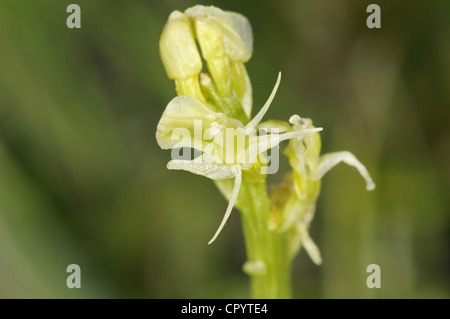 Orchidée Liparis loeselii FEN Banque D'Images