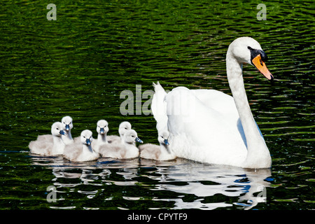 Un groupe de sept cygne muet cygnets nager avec leur mère, la Grande-Bretagne. Banque D'Images